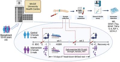 Elevated biomarkers of neural injury in older adults following head-down bed rest: links to cardio-postural deconditioning with spaceflight and aging